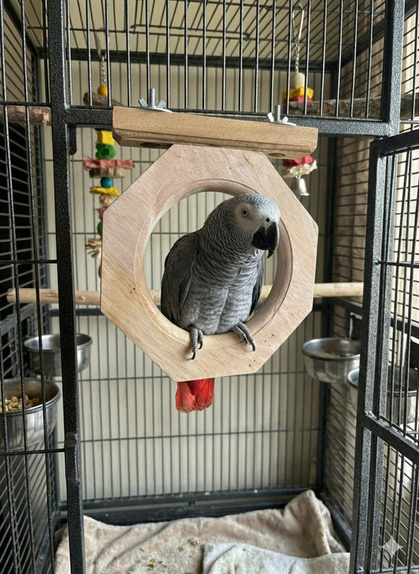 Wooden Window Perch for medium birds