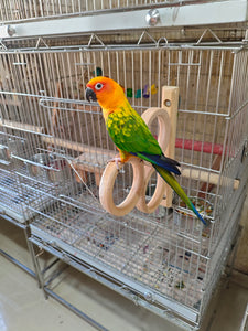 Triple French Window Perch