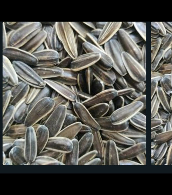 Jumbo Sunflower Seeds