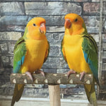 Neem Wood T stand 15 inch