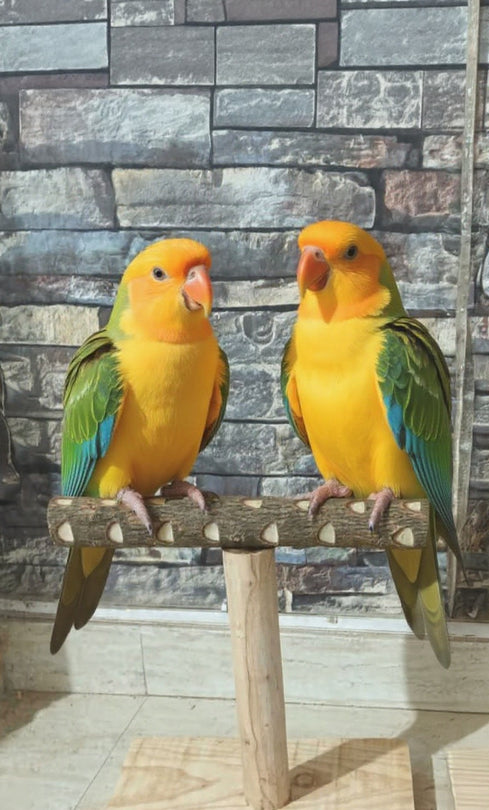 Neem Wood T stand 15 inch