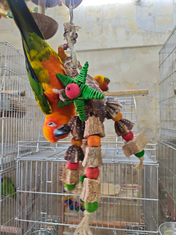 Mahogany Star style Chewing Toy