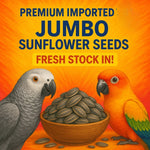 Jumbo Sunflower Seeds