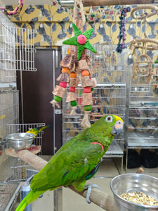 Mahogany Star style Chewing Toy