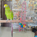 Rope and wooden Bits